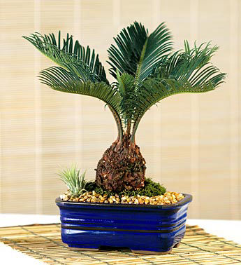 bonsai sago palm